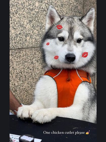 "One chicken cutlet please!" This husky knew exactly what he wanted at our event. How could anyone say no to that face?