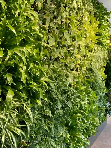 A close-up view reveals the intricate detail and rich texture of our living walls. We meticulously select a diverse range of plant species to create a dense, multi-layered tapestry of foliage that is both visually dynamic and sustainable.