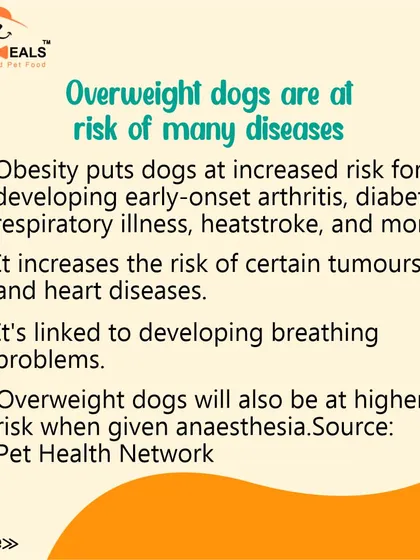 This collection of infographics and product shots provides a comprehensive guide to understanding, preventing, and managing dog obesity with my specialized diet plans and responsible treating tips.