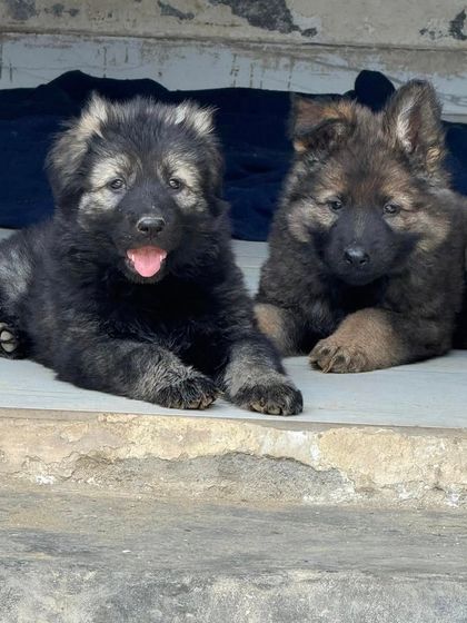 Two puppies from the Karma x Renzo "Wolf Pack" litter. Notice the variation in coat and the consistent, strong build. These pups are bred to be versatile working dogs.