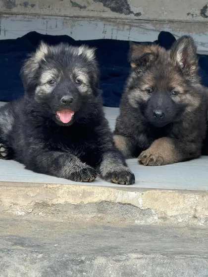 Two puppies from the Karma x Renzo "Wolf Pack" litter. Notice the variation in coat and the consistent, strong build. These pups are bred to be versatile working dogs.