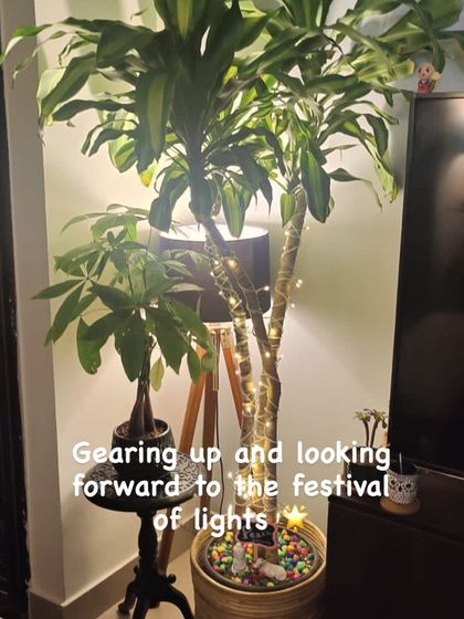 This large plant is all geared up for the festival of lights. The colorful pebbles and fairy lights wrapped around its trunk make it a cheerful and unique decorative piece for Diwali.
