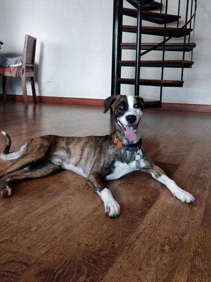 Aditi - In-Home Pet Sitting Happy Paws, Happy Home photo 10