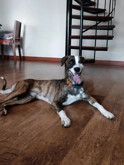 This is the happy face of Coffee, a gorgeous boy, after a good play session. Seeing dogs this content and relaxed in my care is what it's all about.