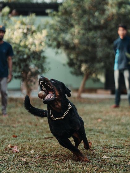 This Rottweiler is laser-focused on catching that ball. I love engaging with dogs in high-intensity play like fetch to keep them mentally and physically sharp.