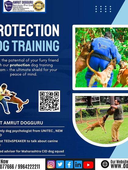 Dog Guru - Professional Dog Trainer Certification Advanced Training in Action photo 18