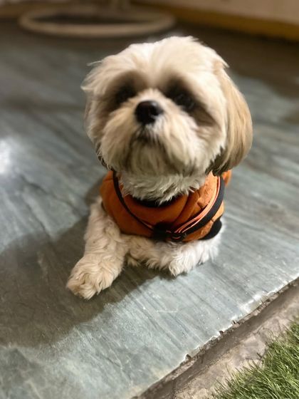 This adorable Shih Tzu, dressed in a cozy winter jacket, poses perfectly for the camera.