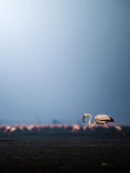 A Greater Flamingo stands against a dramatic blue sky, with the blurred shapes of the flock in the distance. This habitat shot shows the bird as a part of its expansive environment.
