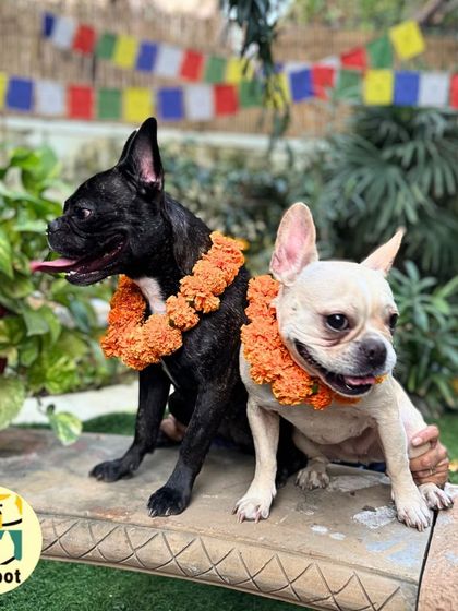 Our team member gives our Frenchie guest a reassuring pat. We make sure all celebrations are a positive and comfortable experience for the pets.