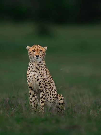 Lions & Cheetahs of the African Savannah photo 12