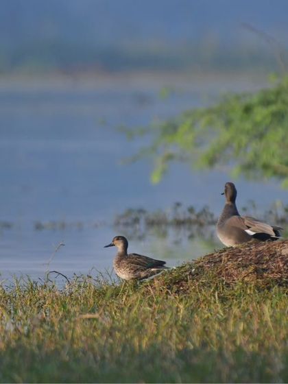 A pair of Gadwall ducks resting by the water's edge, a serene scene from the wetlands.