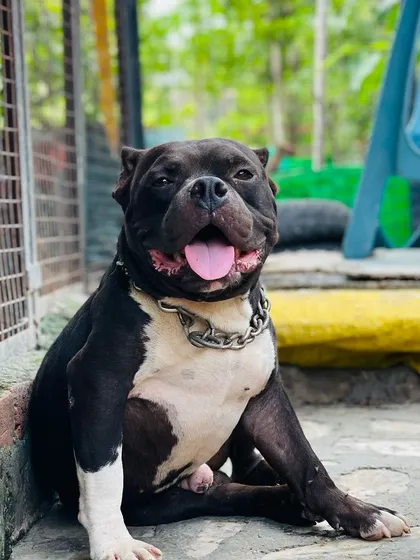 A perfect example of a well-structured American Bully. Notice his broad chest and strong build. This is the quality I bring to my breeding program.