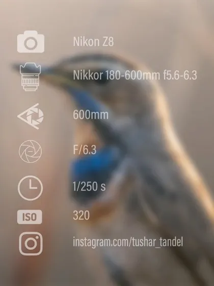 A look at the settings used to capture the detailed portrait of the Bluethroat.