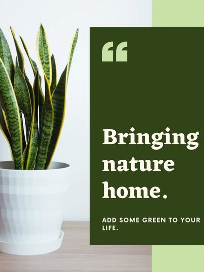 The Snake Plant, also known as mother-in-law's tongue, is one of our most popular plants. It's incredibly resilient and a top air purifier, making it a stylish and practical addition to any room in your house.