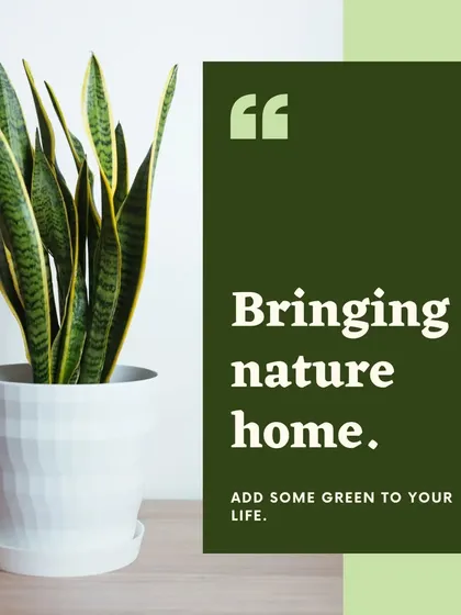 The Snake Plant, also known as mother-in-law's tongue, is one of our most popular plants. It's incredibly resilient and a top air purifier, making it a stylish and practical addition to any room in your house.