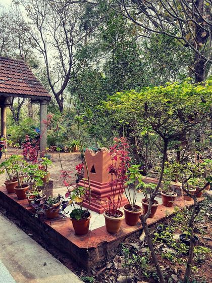 A Tulsi plant, sacred in India, graces our ashram grounds in the morning light. These small details contribute to the spiritual vibrations of the center.