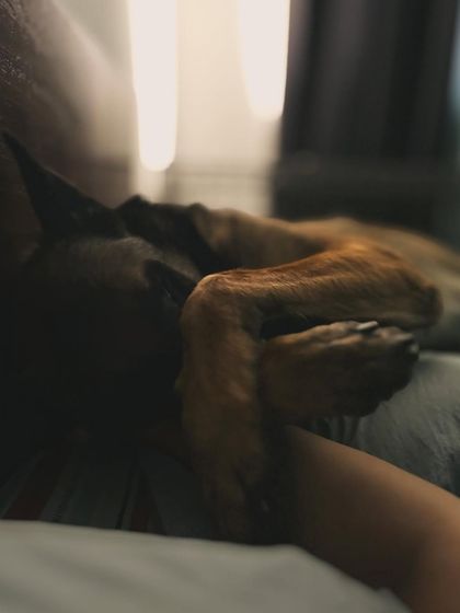 Garima Tomar - Board and Train Programs A Home Away From Home photo 11