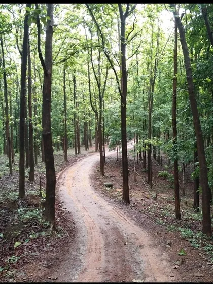A winding dirt road through a forest. This image is a simple reminder to trust the journey. Every detour is a blessing.
