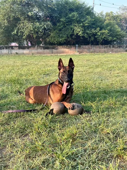 A dog's focus on their reward is everything. My leather reward ball is designed for working dogs. It's tough enough for a strong grip but has the right texture to be a high-value reward that dogs love to work for.