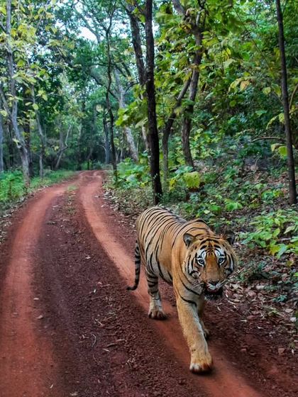 Tigers of India's Jungles photo 83