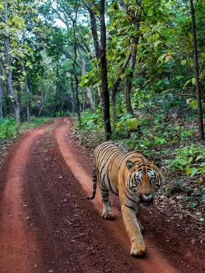 The massive male tiger Chota Matka on a private tour in Tadoba. Using a wide-angle lens for a head-on walk creates an immersive, powerful perspective.