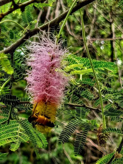 A bee gets to work, pollinating a Sickle Bush flower. This daily action is what keeps our restored flora healthy and reproducing.