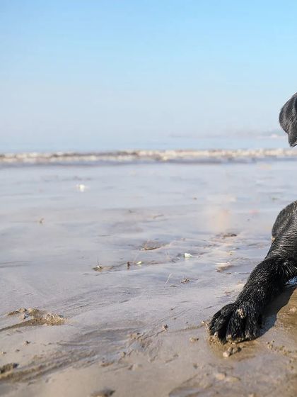 Sniff Stories - Pet Videography Paws, Splashes, and Muddy Noses photo 33