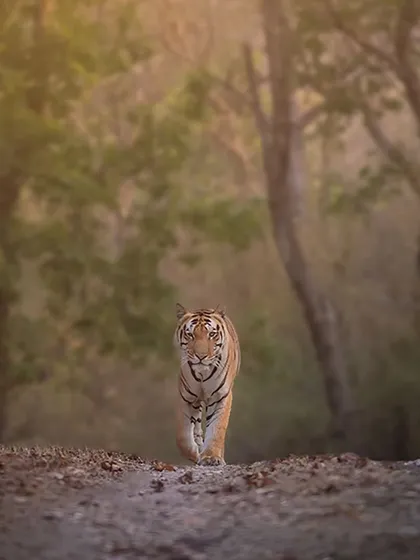 A tiger walking towards the camera in the soft, diffused light of dusk. This atmospheric shot captures the quiet solitude of the jungle as the day ends.