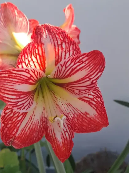 Bhardwaj - Urban Gardening Consultation A Riot of Colorful Flowers photo 117