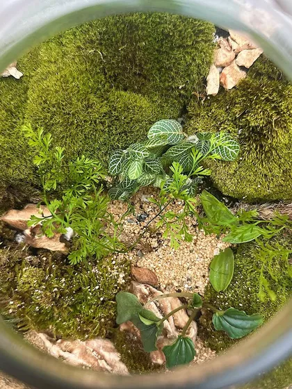 A top-down view into the bell-shaped terrarium, showing the intricate arrangement of moss, ferns, and fittonia. It's a perfect piece of plant decor.