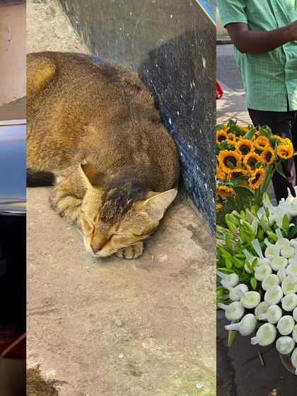 A sleepy street cat curled up in a patch of sun.