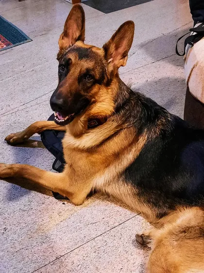 A collection of portraits of my handsome, goofy, and majestic German Shepherd, Theo. He is my constant inspiration and the heart of my work.