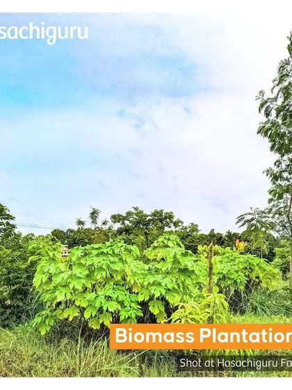We grow biomass plantations specifically to enrich the soil. These plants boost nitrogen levels, retain moisture, and conserve nutrients for our primary crops.