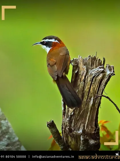 The Taiwan Scimitar Babbler, perched on a stump, is known for its long, curved bill and distinctive call. Our guides are experts at identifying birds by both sight and sound.