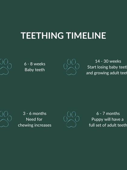 Furry Story - Pet Sitter & Home Boarder Training Starting Strong: Puppy Care & Socialization photo 5