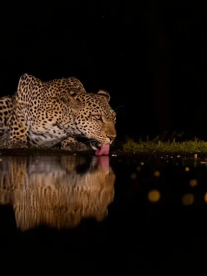 Another frame of the leopard at the night hide, a testament to the incredible opportunities for photography after dark.
