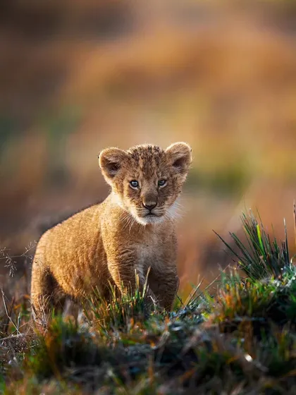 A fluffy lion cub in the golden morning light of the Masai Mara. Capturing the youngsters of the wild is always a heartwarming experience.