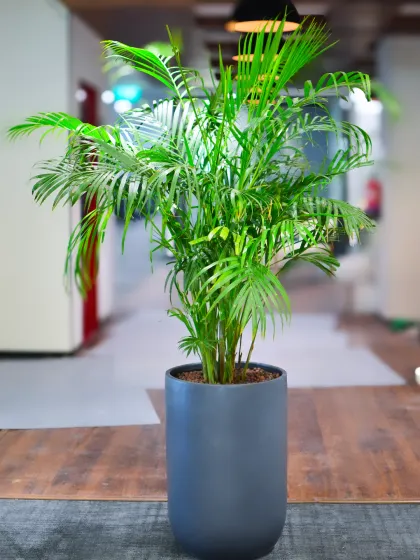 An Areca Palm in a stylish grey planter adds life to an office corridor. These plants are not only beautiful but are also known for their excellent air-purifying qualities, making them a smart choice for workplace wellness.