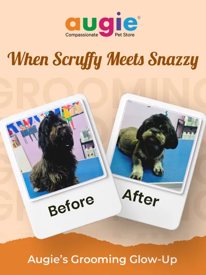 From scruffy to snazzy! This is the kind of transformation that makes us love what we do. We believe every grooming session is a chance to bring out your pet's inner superstar, and this glow-up is proof.