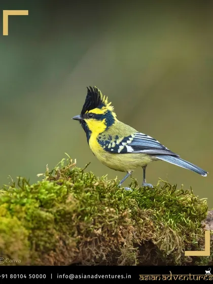A vibrant Himalayan Black-lored Tit with its prominent crest, photographed in the forests of Uttarakhand. The foothills are teeming with colorful and charismatic bird species.