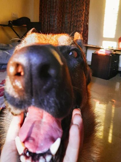 A collection of portraits of my handsome, goofy, and majestic German Shepherd, Theo. He is my constant inspiration and the heart of my work.