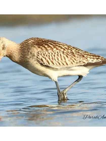 The Bar-tailed Godwit probes the shallow water for food. This bird is a migration champion, and seeing it on our shores is a reminder of its incredible journey from its Arctic breeding grounds.