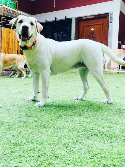 Becky's Bow Wow House - Dog Party & Event Hosting A Space to Play & Make Friends photo 13