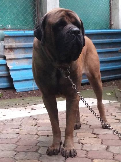 A full-body shot of Rock, showing just how big and beautiful he is. Providing nutritious food for large breeds like him is a responsibility I take very seriously.