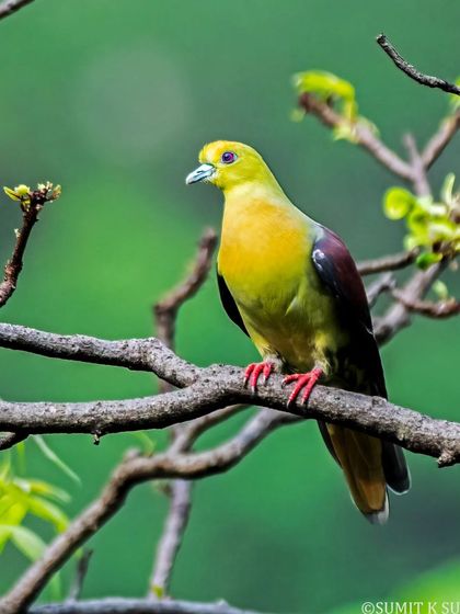 This shot of the Wedge-tailed Green Pigeon captures its unique wedge-shaped tail and the contrast of its green body and purple wings.
