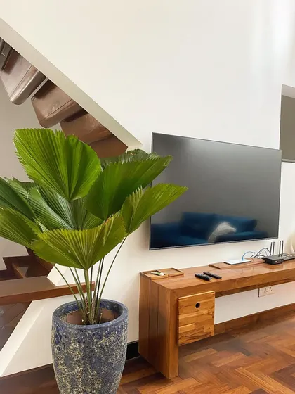 A beautiful Ruffled Fan Palm placed next to a media console. The plant's large, pleated leaves create a stunning fan shape, adding a bold, tropical texture to the living room.