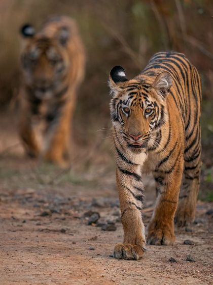 Two tiger cubs walk down a track in Tadoba after their pool time on a summer evening.