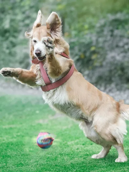 Action! This playful golden retriever is caught mid-air, fully focused on her ball. I love capturing the energy and spirit of pets at play during our outdoor sessions.