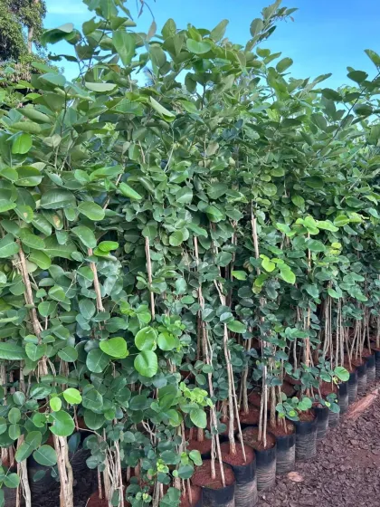A dense row of shrubs with sturdy, staked trunks, grown for uniformity in hedging projects.
