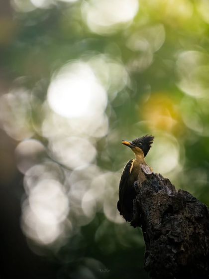 A female Heart-spotted Woodpecker against a background of beautiful, bright bokeh, creating an artistic and dreamy portrait.